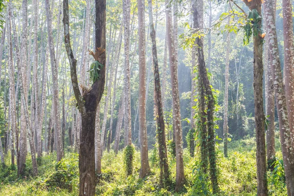 Landscape of Thai forest, Thailand