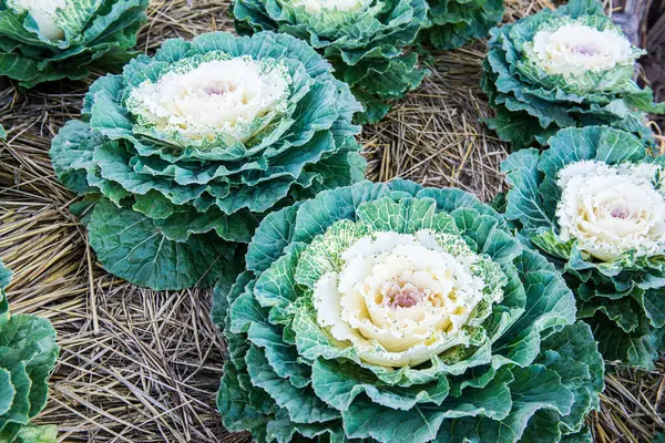 White flowering cabbage in national park at Chiangmai, Thailand