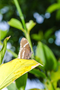 Kahverengi kelebek, Tayland