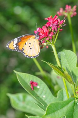 Doğada çiçekler üzerinde güzel bir kelebek, Tayland.