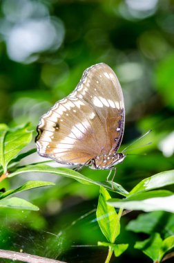 Kahverengi kelebek, Tayland