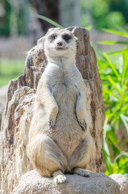 Taşın üstünde mirket, Tayland.