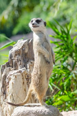 Taşın üstünde mirket, Tayland.