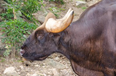 Bir Gaur 'un portresi, Tayland.