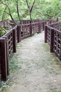 Tayland 'da, Mangrov ormanlarında yürüyüş.