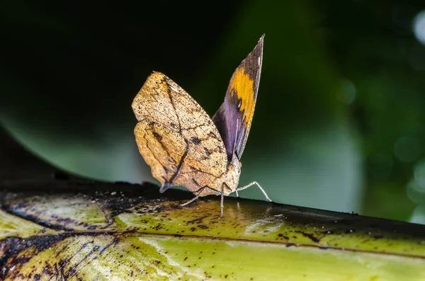 stock image Brown butterfly in nature, Thailand