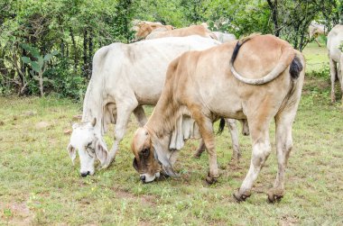 Tarlada inekler, Tayland.