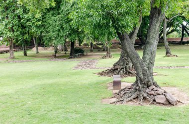 Phimai tarihi Parkı, Tayland Ağaçları.