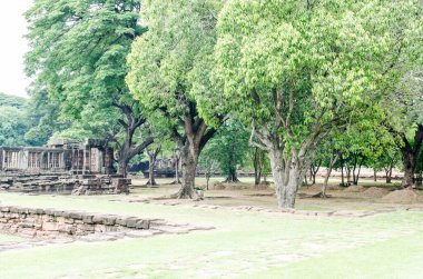 Phimai tarihi Parkı, Tayland Ağaçları.
