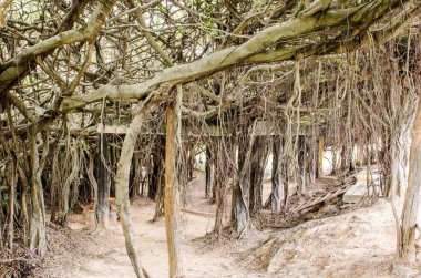 Sai-Ngarm parkındaki Banyan ağacı, Tayland.