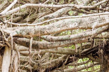 Tayland 'daki Sai-Ngarm halk parkındaki banyan ağacının kökü..