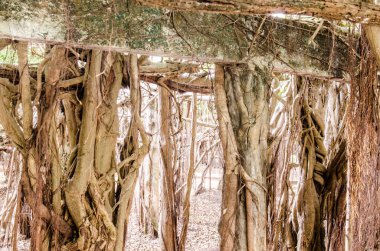 Tayland 'daki Sai-Ngarm halk parkındaki banyan ağacının kökü..