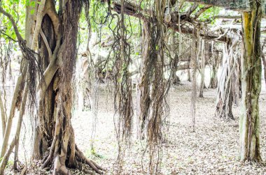 Tayland 'daki Sai-Ngarm halk parkındaki banyan ağacının kökü..