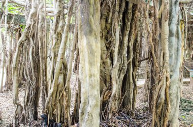 Tayland 'daki Sai-Ngarm halk parkındaki banyan ağacının kökü..