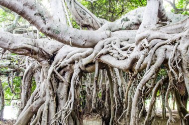 Tayland 'daki Sai-Ngarm halk parkındaki banyan ağacının kökü..