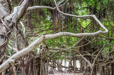 Tayland 'daki Sai-Ngarm halk parkındaki banyan ağacının kökü..