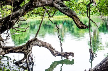 Tayland 'daki Sai-Ngarm halk parkındaki banyan ağacının kökü..