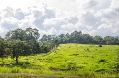 Dağda, Tayland 'da yeşil dosyalanmış..