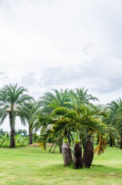 Tayland tarzı bahçe, Tayland.