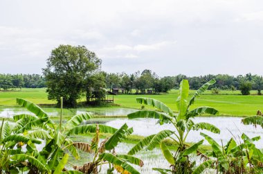 Peyzaj pirinç alan, Tayland.