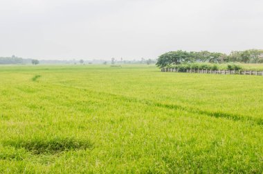 Yeşil pirinç tarlası, Tayland.
