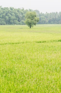 Yeşil pirinç tarlası, Tayland.
