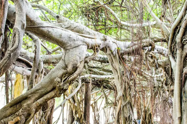 Tayland 'daki Sai-Ngarm halk parkındaki banyan ağacının kökü..