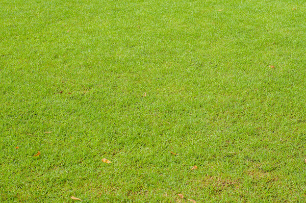 Green grass background, Thailand