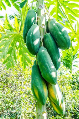 Taze papaya ağaçta, Tayland.