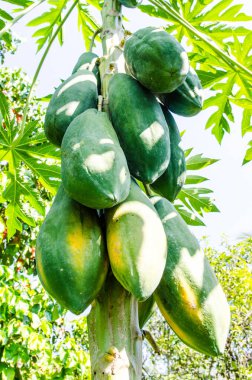 Taze papaya ağaçta, Tayland.