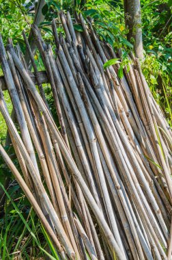 Kuru bambu grubu, Tayland.