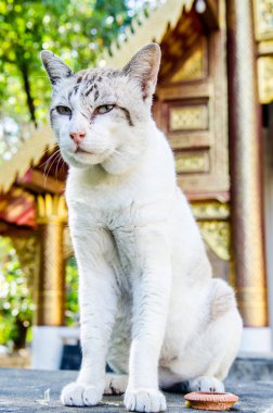 Tayland Tayland beyaz kedi portresi