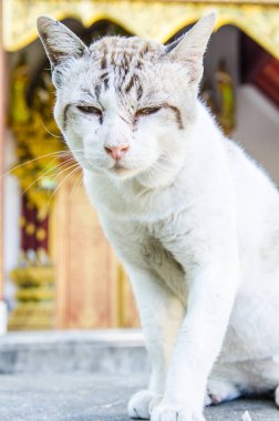 Tayland Tayland beyaz kedi portresi