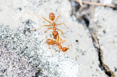 Karınca doğada, Tayland