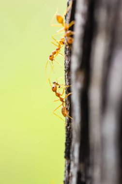 Karınca doğada, Tayland