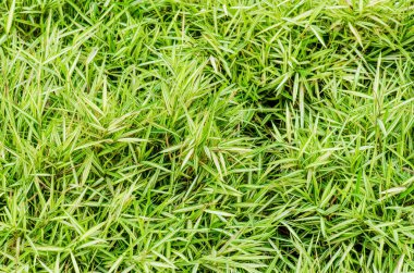 Beyaz bambu yaprağının arka planı, Tayland