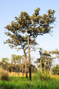 Pa Hin Ngam Ulusal Parkı, Tayland Ağaçları