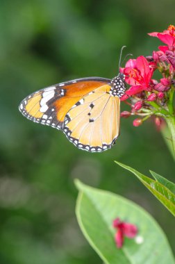 Doğada çiçekler üzerinde güzel bir kelebek, Tayland.