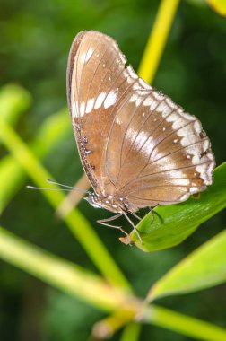 Kahverengi kelebek, Tayland