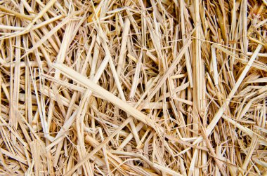Rice straw background, Thailand.