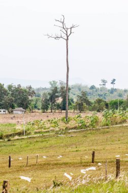 Tayland 'ın Prachinburi eyaletindeki kır manzarası.