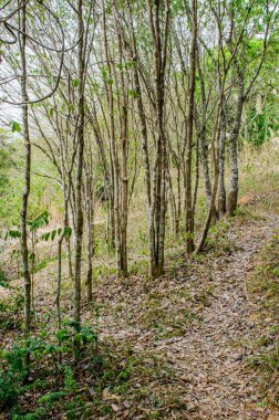 Küçük yürüyüş yolu olan ağaç, Tayland