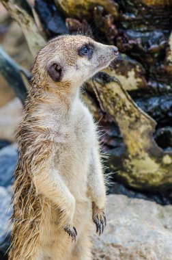 Tayland 'da çiftlikte duran mirket