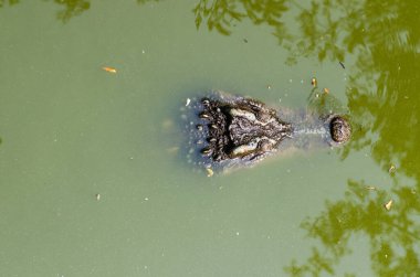 Yeşil suda timsah, Tayland