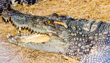 Tayland timsahının portresi