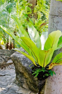 Ağaçta eğrelti otları, Tayland.