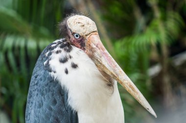 Tayland 'ın Küçük Yardımcısı' nın Portresi