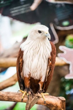 Brahminy Uçurtmasının Portresi, Tayland
