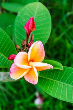 Tayland 'da, ağaçtaki güzel pembe tesisatçıya yakın.