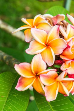 Tayland 'da, ağaçtaki güzel pembe tesisatçıya yakın.